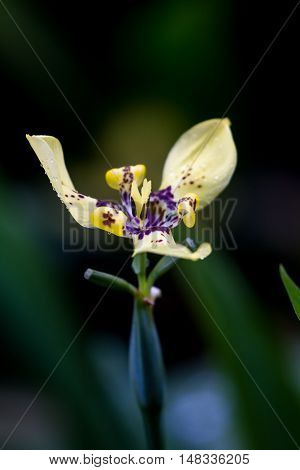 Yellow Maxillary Orchid