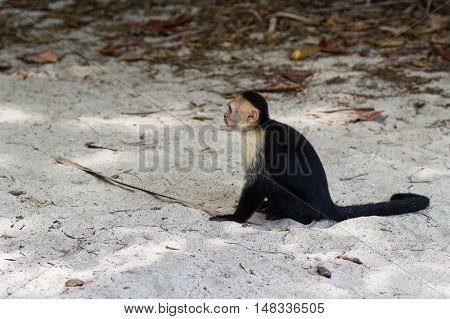 White Faced Or Capuchin Monkey