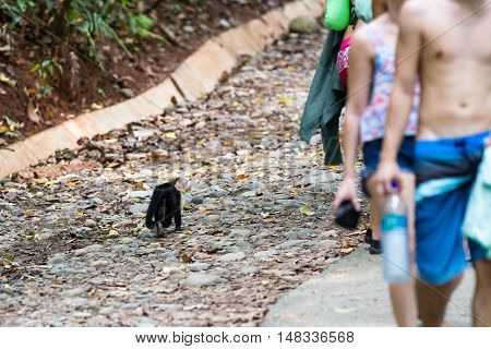 White Faced Or Capuchin Monkey