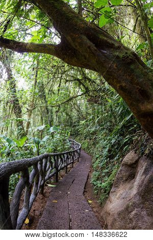 Nature Trail In Costa Rica