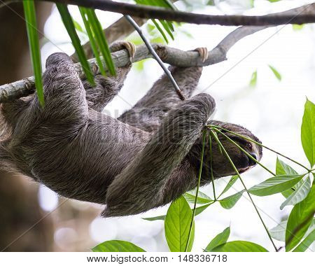 Three Toed Sloth In Costa Rica