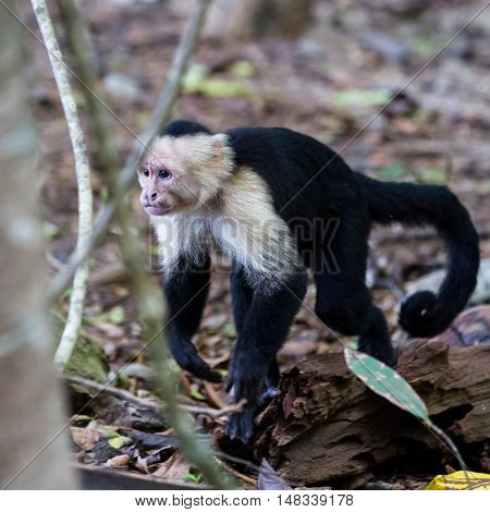 White Faced Or Capuchin Monkey
