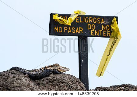 Large Lizard In Costa Rica