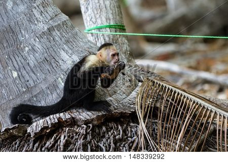 White Faced Or Capuchin Monkey