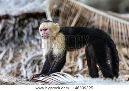 White Faced Or Capuchin Monkey