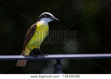 Great Kiskadee In Costa Rica