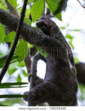 Three Toed Sloth In Costa Rica