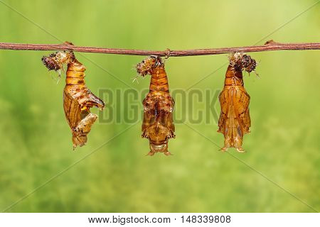 Chrysalis Of Colour Segeant Butterfly With Skin