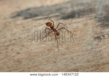 Leafcutter ant (Atta sexdens). Wildlife animal. 