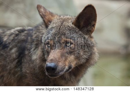Iberian wolf (Canis lupus signatus). Wildlife animal. 