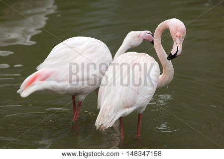 Greater flamingo (Phoenicopterus roseus). Wildlife animal. 