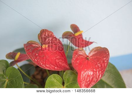 Closeup beautiful red spadix flower for pattern and background.