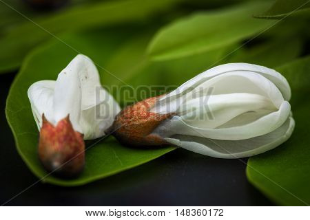 Black Locust flowers Robinia pseudoacacia blooming in spring