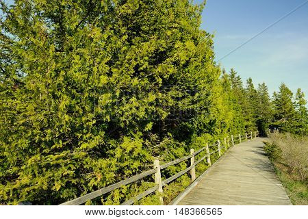 Boardwalk in forest at Presque Isle, MI, USA