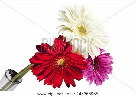 Three bright flowers. Gerbera in a sunny day