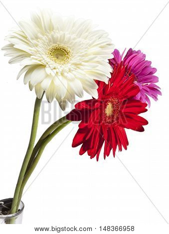 Three bright flowers. Gerbera in a sunny day
