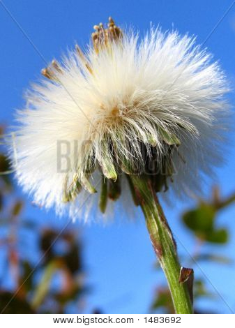 Kabarık Coltsfoot