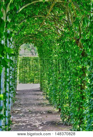 Saint Martin de Boscherville France - june 22 2016 : the Saint Georges abbey garden in Seine Maritime
