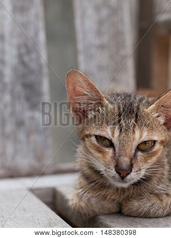 A GREY CAT LYING ON WOODEN CHAIR