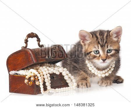 Fashionable kitten protects a wooden chest with pearls isolated on white background