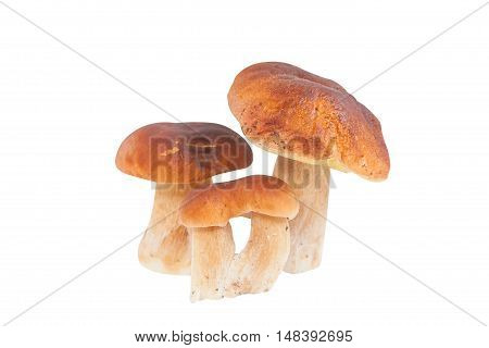 Edible  Mushrooms Porcini On A White Background