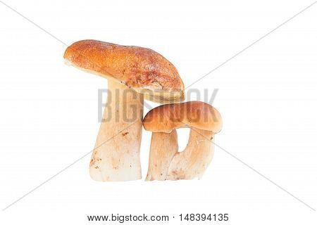 Edible  Mushrooms Porcini On A White Background