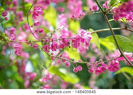 Confederate vine Coral vine Mexican coral vine Mexican creeper Queen's jewels Queen's wreath