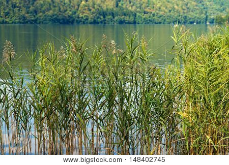 Detail of green reeds in a lake in summer. Levico Lake Trentino Alto Adige Italy