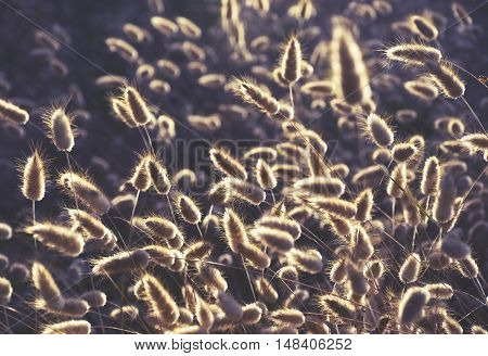 Backlighting of fluffy heads of fountain grass in a meadow in summer sunlight. Retro toning.