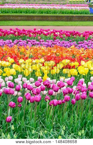 Colorful growing tulips flowerbed at spring day