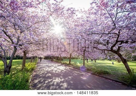 Copenhagen, Denmark - April 20, 2016: People enjoying the cherry tree blossoming at Bispebjerg cemetery