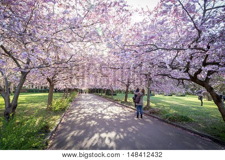 Copenhagen, Denmark - April 20, 2016: People enjoying the cherry tree blossoming at Bispebjerg cemetery