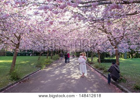 Copenhagen, Denmark - April 20, 2016: People enjoying the cherry tree blossoming at Bispebjerg cemetery