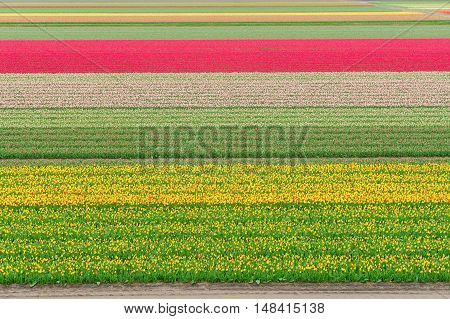 Colorful growing dutch tulips field flowerbed at spring day