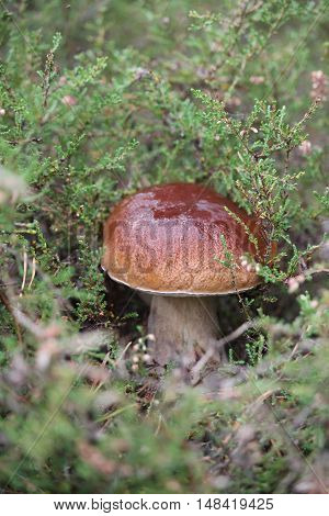 beautiful boletus with brown hat grow in bloom heather on lea in autumn forest