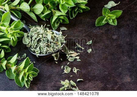 Fresh and dried oregano spices. Spoon of dried oregano and bunch of fresh oregano on black stone table