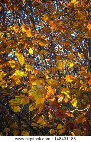 Autumn landscape with colorful leaves in Caravaca de la Crus, Spain