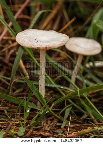 The Two Beautiful white mushrooms natural, outdoor