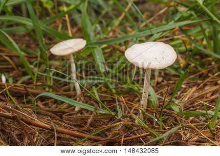 The Two Beautiful white mushrooms naturally, outdoors