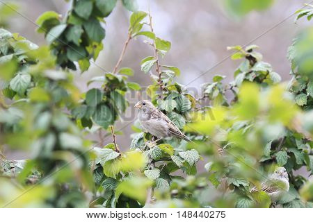 little bird Sparrow sits among the green and yellow leaves in the Park