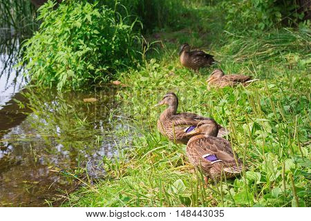 group of ducks sitting by the pond, in the green grass