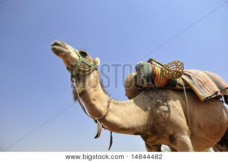wild camel animal on tourist safari tour