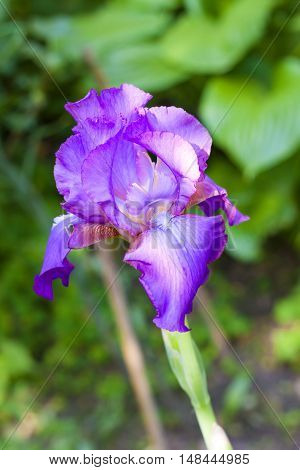 Violet iris flower closeup on green garden background
