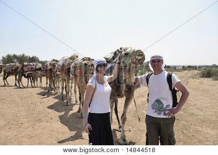 wild camel animal on tourist safari tour
