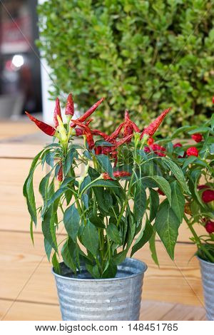 Red hot chilli peppers in metal flowerpot