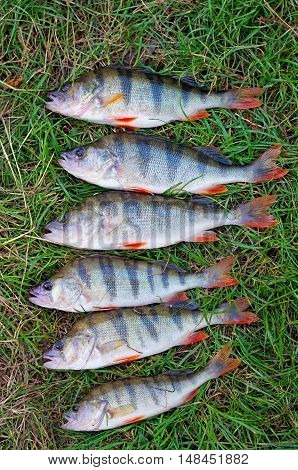 six large perch caught lying on the green grass