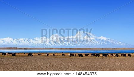 Panorama of Gurla Mandhata Mount and herd of yaks in Tibet China. Gurla Mandhata is the highest peak of the Nalakankar Himal a small subrange of the Himalaya.