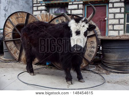 Young Dzo Yak in Tibet. Dzo is a hybrid of yak and domestic cattle