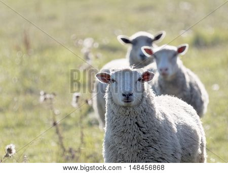 Three white sheep on a meadow in a row in the warm evening sun