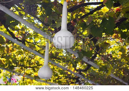 White gourd hanging in the vine canopy